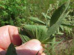 Eupatorium semiserratum