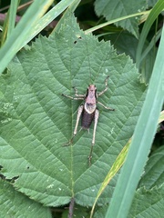 Pholidoptera griseoaptera