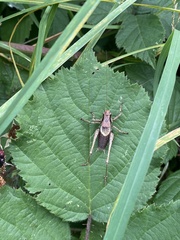 Pholidoptera griseoaptera