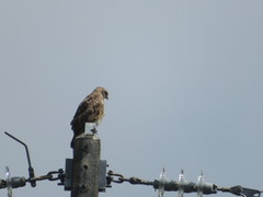 Buteo buteo