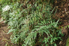 Asplenium wrightii