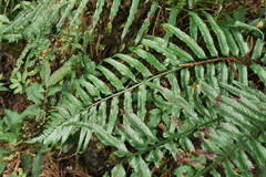 Asplenium wrightii
