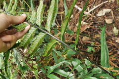Asplenium wrightii