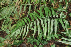 Asplenium wrightii