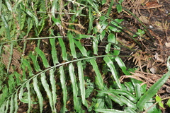 Asplenium wrightii