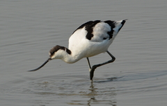 Pied Avocet photo 3