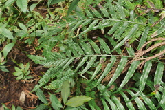 Asplenium wrightii