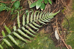 Asplenium wrightii