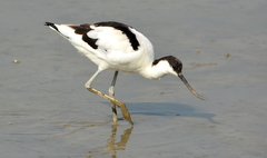 Pied Avocet