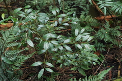 Cinnamomum subavenium