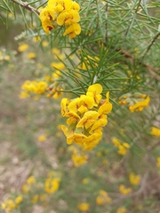 Dillwynia juniperina
