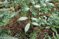 Cinnamomum subavenium