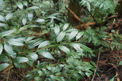 Cinnamomum subavenium