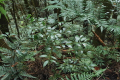 Cinnamomum subavenium