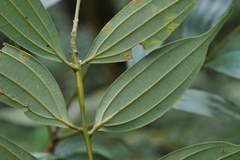 Cinnamomum subavenium