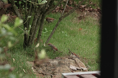 Sinosuthora alphonsiana