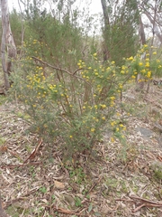 Dillwynia juniperina