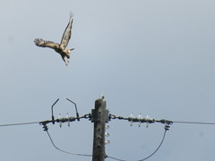 Buteo buteo