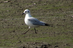 Saundersilarus saundersi