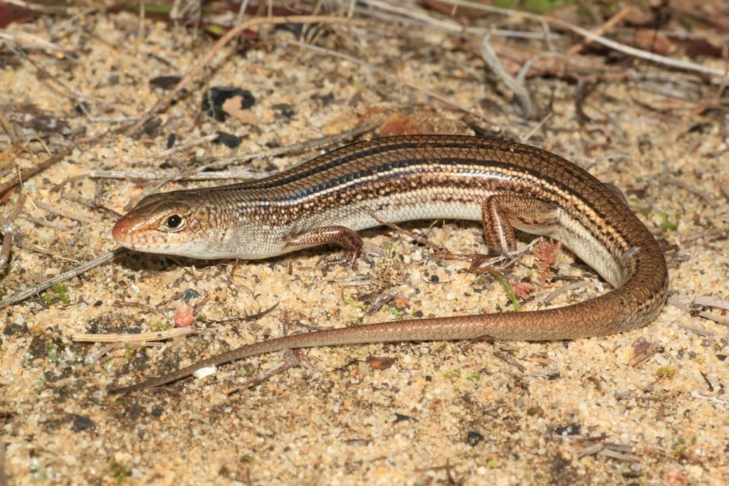 West-Coast Laterite Ctenotus