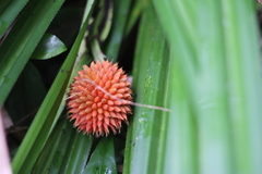 Pandanaceae