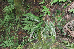 Polystichum formosanum