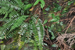 Polystichum formosanum