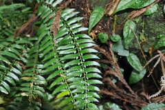 Polystichum formosanum