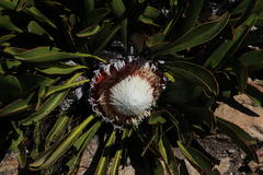 Protea cryophila