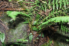 Polystichum formosanum