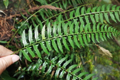 Polystichum formosanum