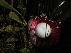 Protea cryophila