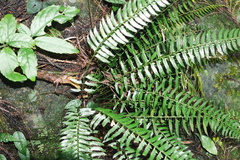 Polystichum formosanum