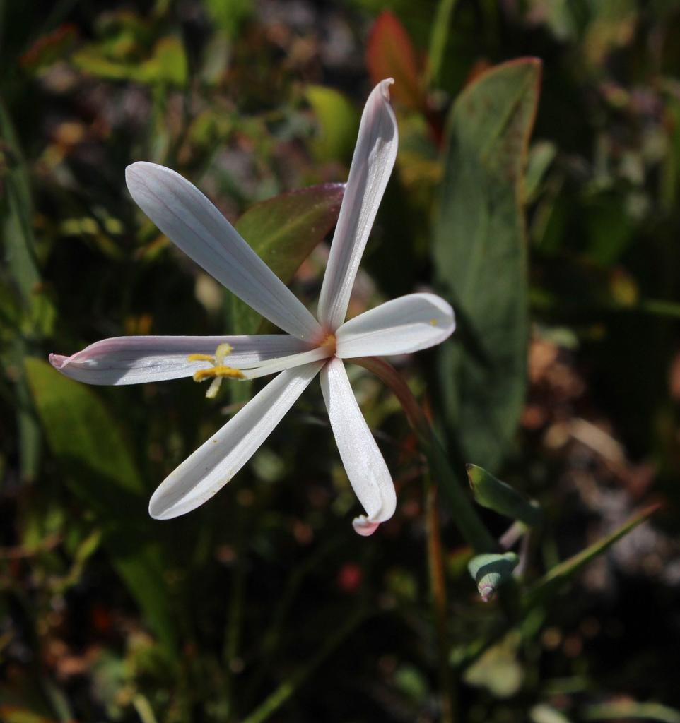 Satinflowers from Blouberg Nature Reserve north restoration site ...