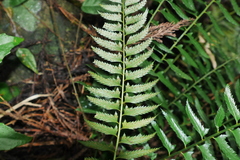Polystichum formosanum