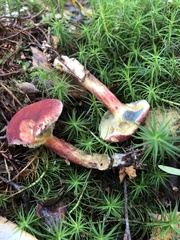 Xerocomellus fennicus