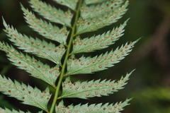 Polystichum formosanum