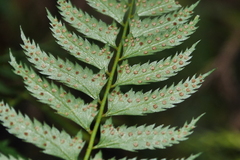 Polystichum formosanum