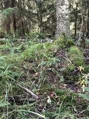 Xerocomellus fennicus