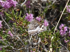 Hipparchia alcyone