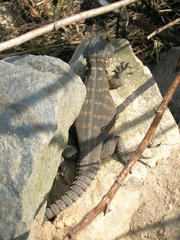 Pseudocordylus microlepidotus microlepidotus