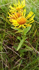 Pentanema salicinum