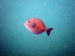 Prionurus maculatus