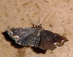 Neomusotima fuscolinealis