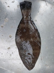 Psettodes erumei