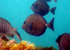 Prionurus maculatus