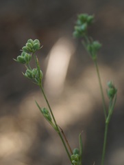 Bupleurum gerardi