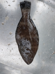 Psettodes erumei