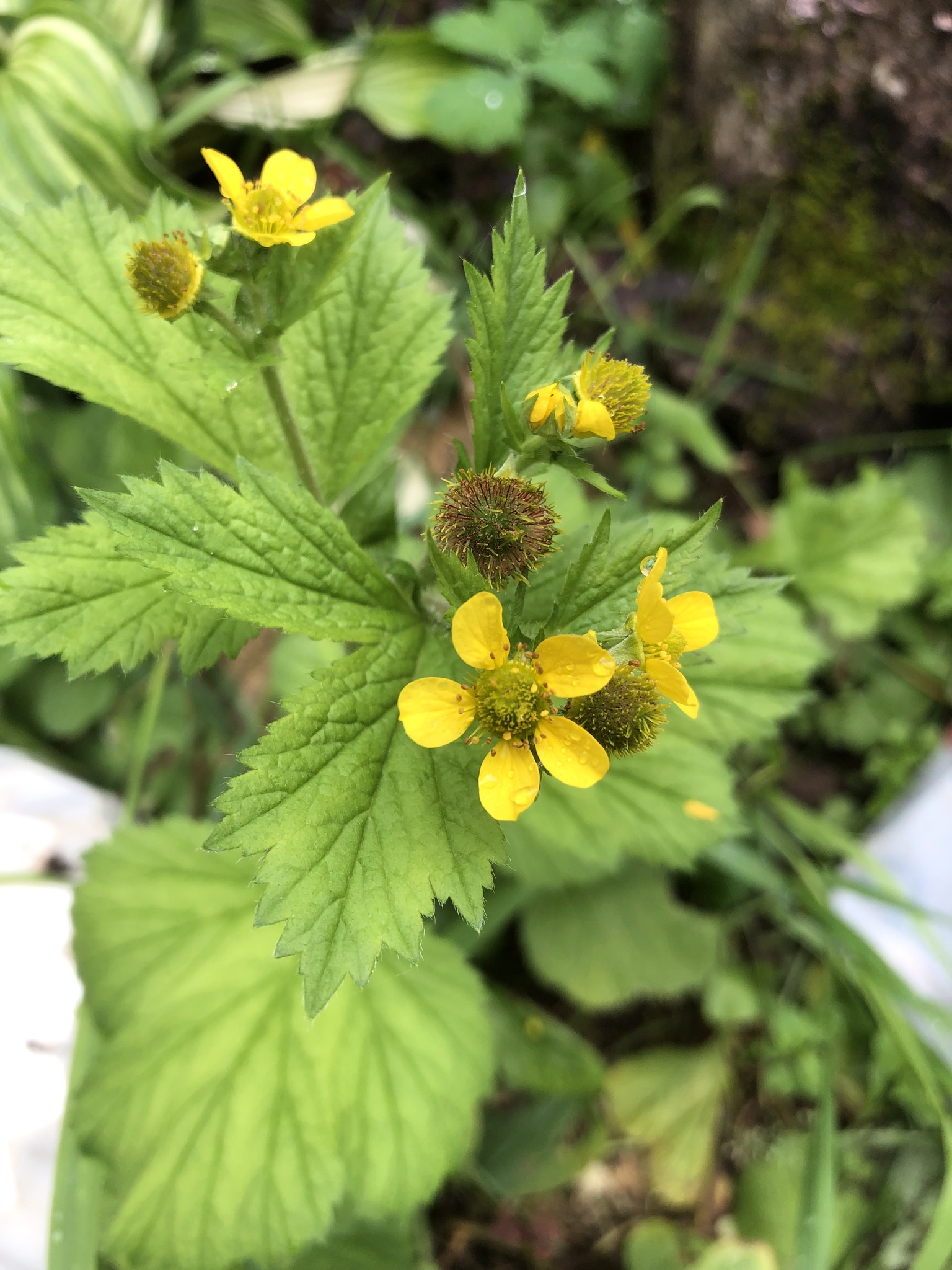 Geum macrophyllum