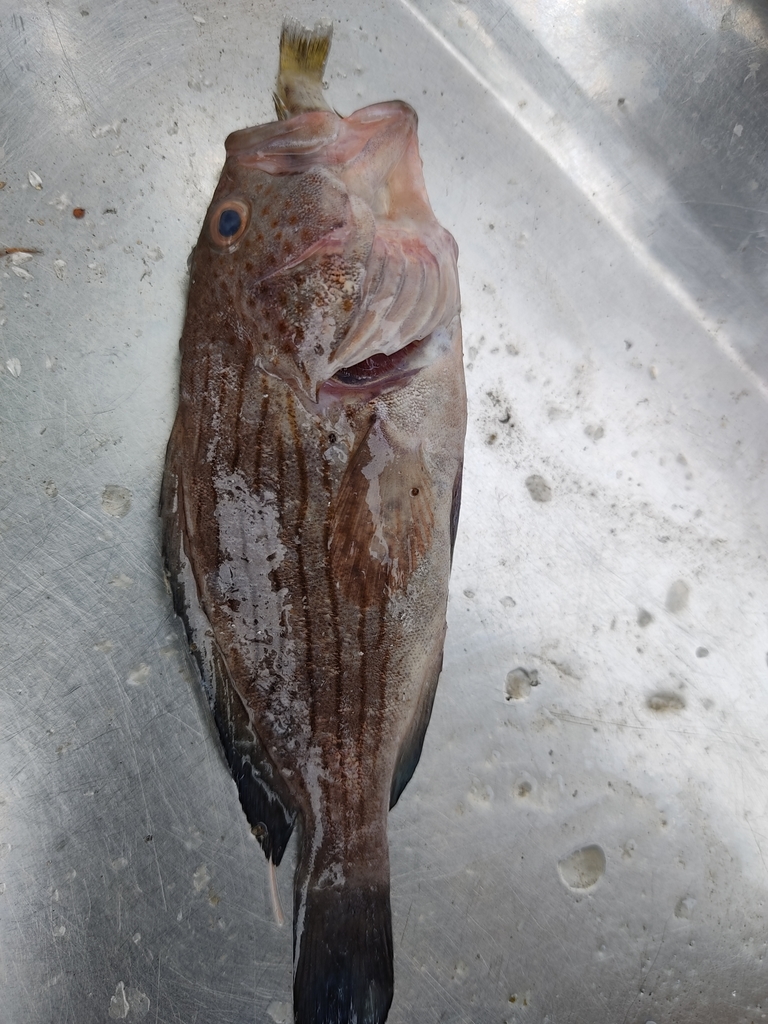 Wavy-lined grouper (Epinephelus undulosus) — Serranidae
